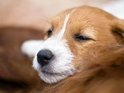 Furminator: Doskonałe narzędzie pielęgnacyjne dla Jack Russella Terriera