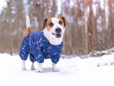 Zimowe wyzwania: jak zadbać o jack russell terriera w chłodne dni