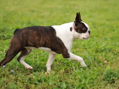 Terier bostoński: Wierny towarzysz z charakterem