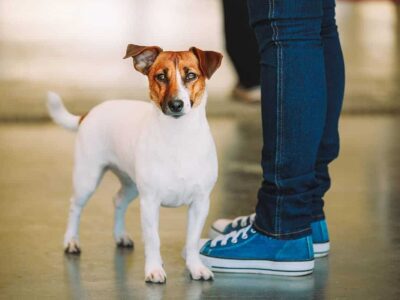 Jack Russell Terrier gładkowłosy: urok i temperament w jednym
